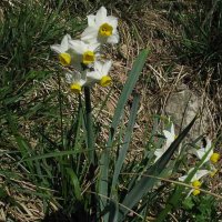 63f Narcissus tazetta-2