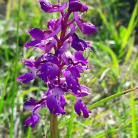 66b Orchidea mascula-2