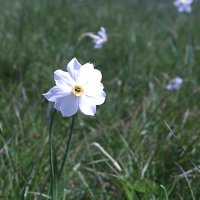 63 Narcissus poeticus-2