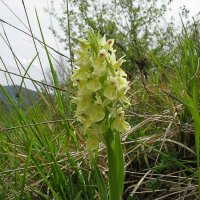 66g Orchidea gialla-2