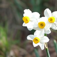 63d Narcissus            tazetta-2