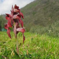 66d Orchidea  serapide-2