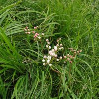 80 Ranunculus platanifolius-2