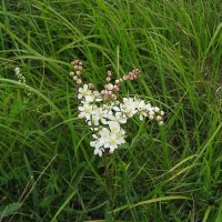 80a Ranunculus platanifolius-2