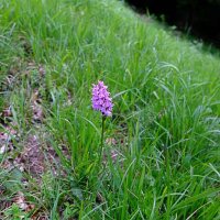 66 Orchidea dei pascoli-2