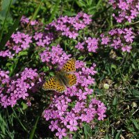 83 Saponaria rosa con farfalla-2